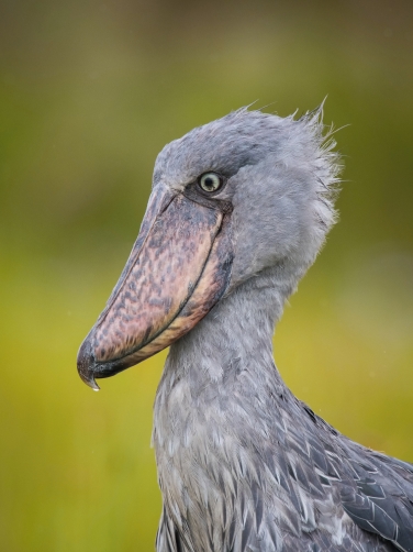 člunozobec africký (Balaeniceps rex)...