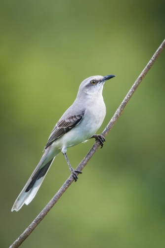 drozdec tropický (Mimus gilvus) Tropical...