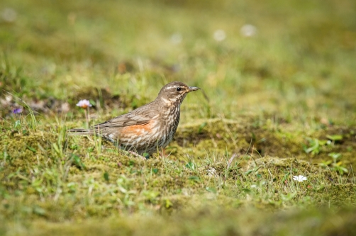 drozd cvrčala (Turdus iliacus) Redwing