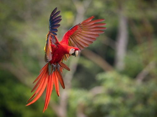 ara arakanga (Ara Macao) Scarlet macaw