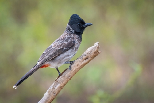 bulbul šupinkový (Pycnonotus cafer)...