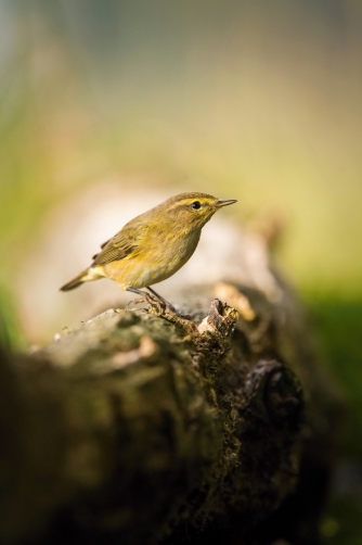 budníček menší (Phylloscopus collybita)...