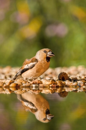 dlask tlustozobý (Coccothraustes...