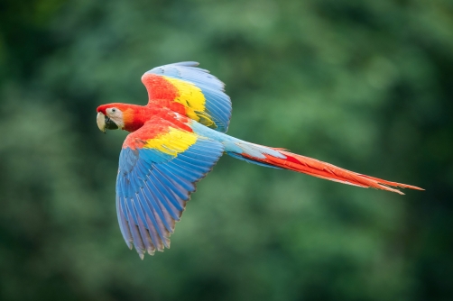 ara arakanga (Ara Macao) Scarlet macaw