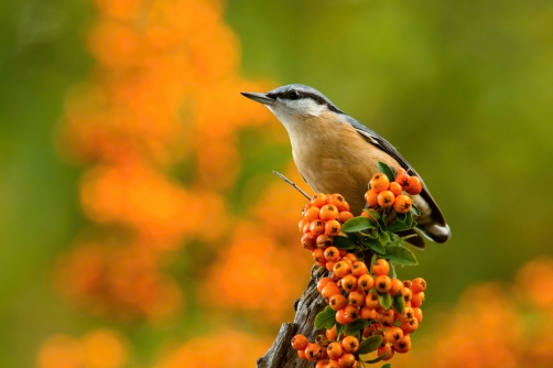 brhlík lesní (Sitta europaea) Eurasian...