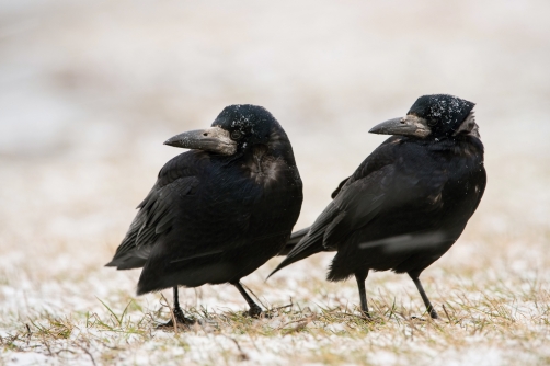 havran polní (Corvus frugilegus) Rook