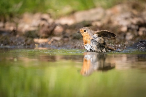 červenka obecná (Erithacus rubecula)...