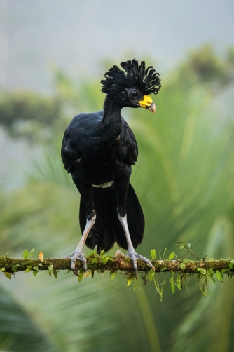 hoko proměnlivý (Crax rubra) Great curassow