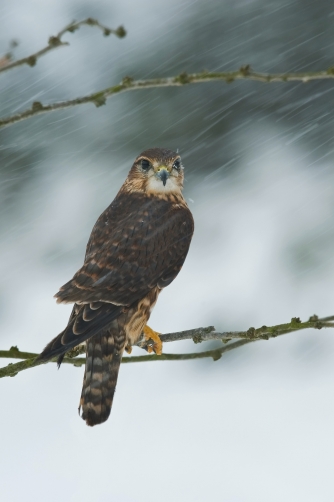 dřemlík tundrový (Falco columbarius)...