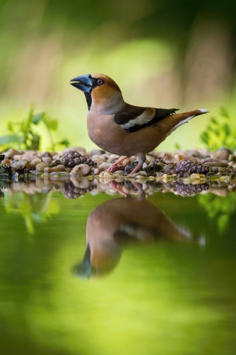 dlask tlustozobý (Coccothraustes...