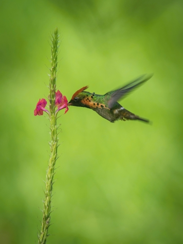 kolibřík ozdobný (Lophornis ornatus)...