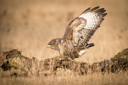 káně lesní (Buteo buteo) Common buzzard