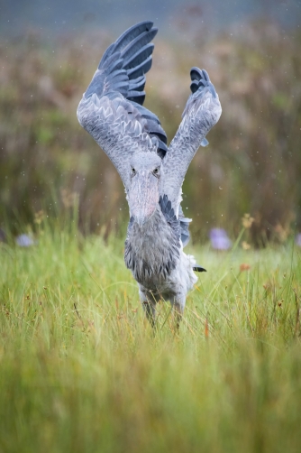 člunozobec africký (Balaeniceps rex)...