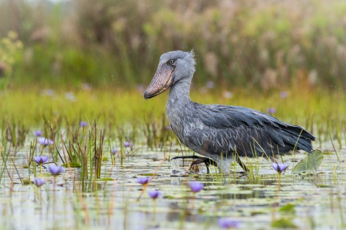 člunozobec africký (Balaeniceps rex)...