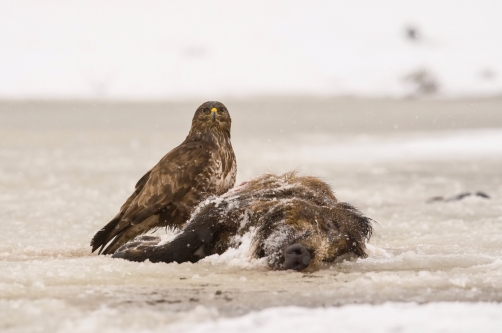 káně lesní (Buteo buteo) Common buzzard