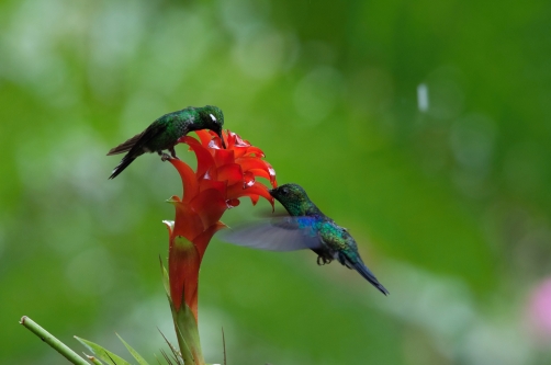 kolibřík bělokřídlý (Urosticte...