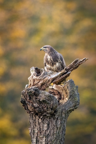 káně lesní (Buteo buteo) Common buzzard