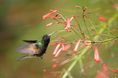 kolibřík kostarický (Eupherusa...