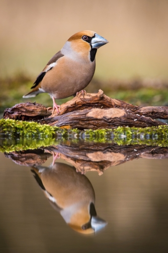 dlask tlustozobý (Coccothraustes...