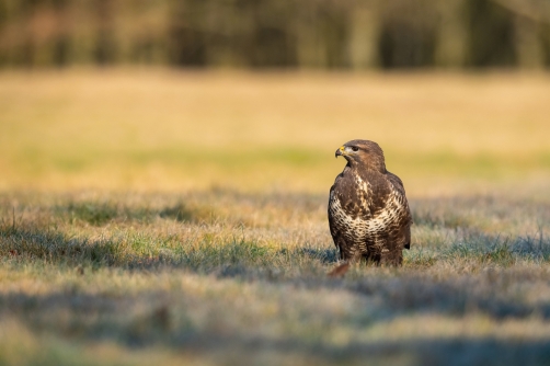 káně lesní (Buteo buteo) Common buzzard