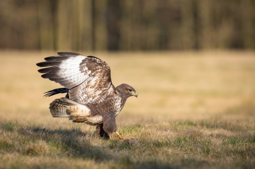 káně lesní (Buteo buteo) Common buzzard