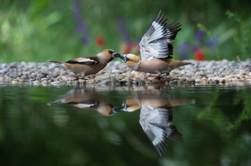 dlask tlustozobý (Coccothraustes...