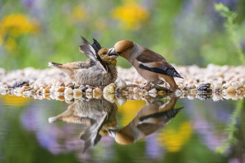 dlask tlustozobý (Coccothraustes...