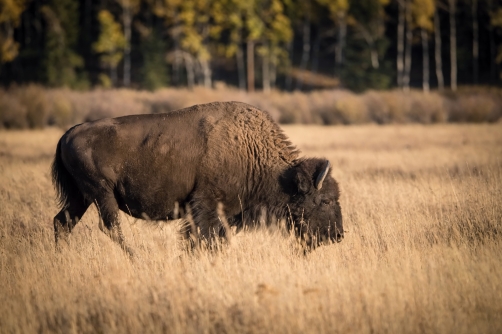 bizon (Bison bison) American bison