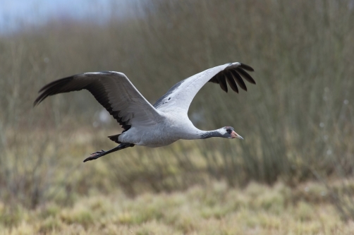 jeřáb popelavý (Grus grus) Common crane