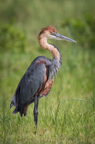 volavka obrovská (ardea goliath) Goliath...