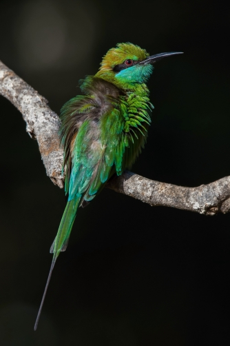 vlha proměnlivá (Merops orientalis) Green...