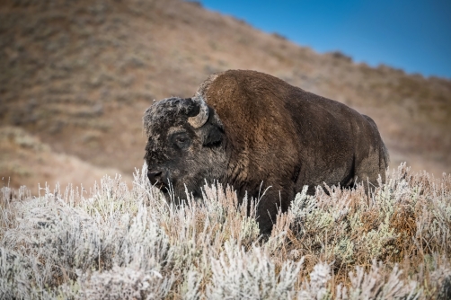 bizon (Bison bison) American bison