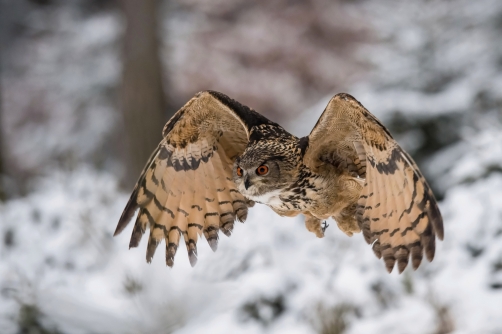 výr velký (Bubo bubo) Eurasian eagle-owl