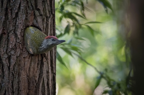 žluna zelená (Picus viridis) European...