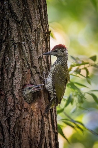 žluna zelená (Picus viridis) European...