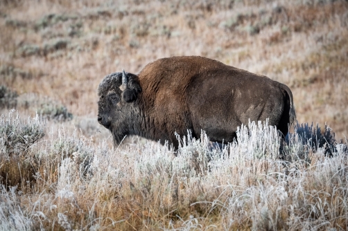 bizon (Bison bison) American bison