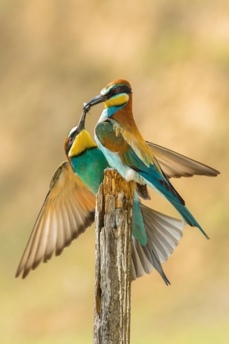 vlha pestrá (Merops apiaster) European...