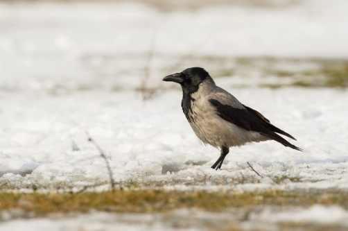 vrána obecná šedá (Corvus corone)...