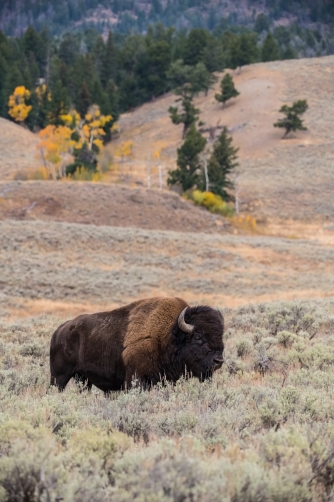 bizon (Bison bison) American bison