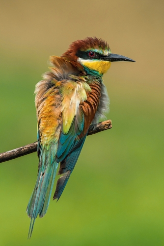 vlha pestrá (Merops apiaster) European...