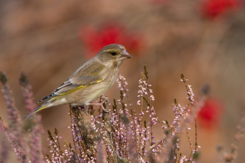 zvonek zelený (Carduelis chloris) European...