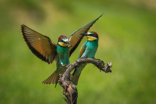 vlha pestrá (Merops apiaster) European...