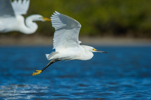 volavka bělostná (Egretta thula) Snowy...