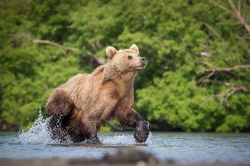 medvěd hnědý kamčatský (Ursus arctos...