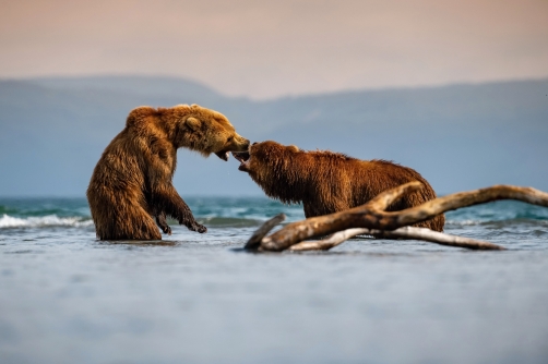 medvěd hnědý kamčatský (Ursus arctos...