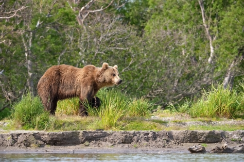 medvěd hnědý kamčatský (Ursus arctos...