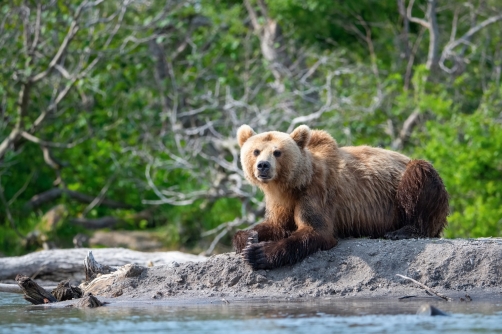 medvěd hnědý kamčatský (Ursus arctos...