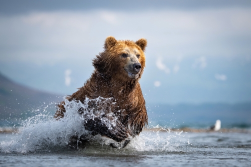 medvěd hnědý kamčatský (Ursus arctos...