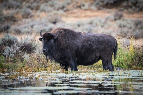 bizon (Bison bison) American bison