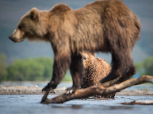 medvěd hnědý kamčatský (Ursus arctos...